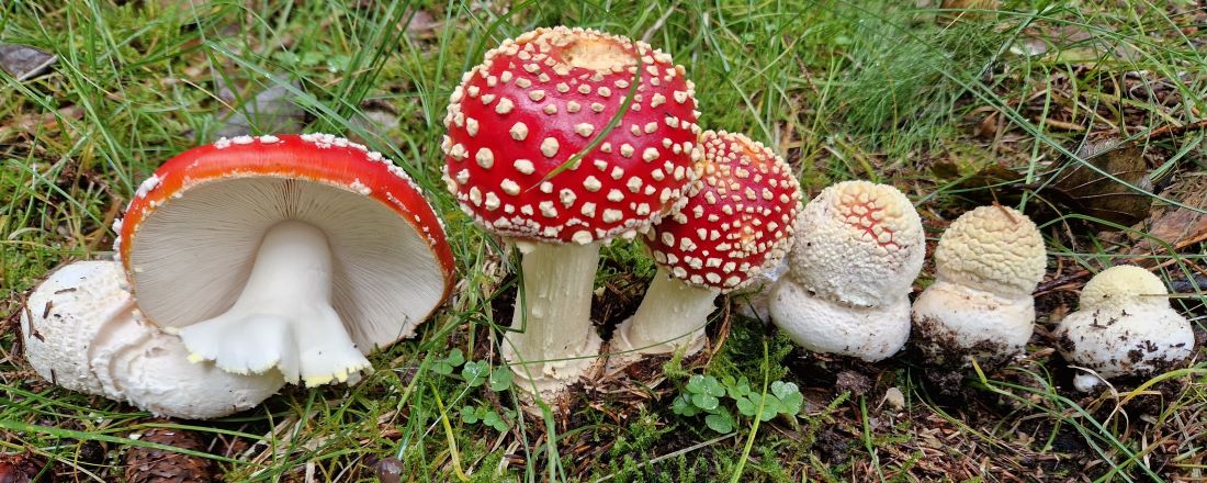 Bild: Amanita_muscaria